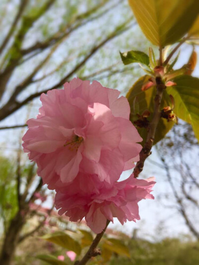 我大济南的樱花节