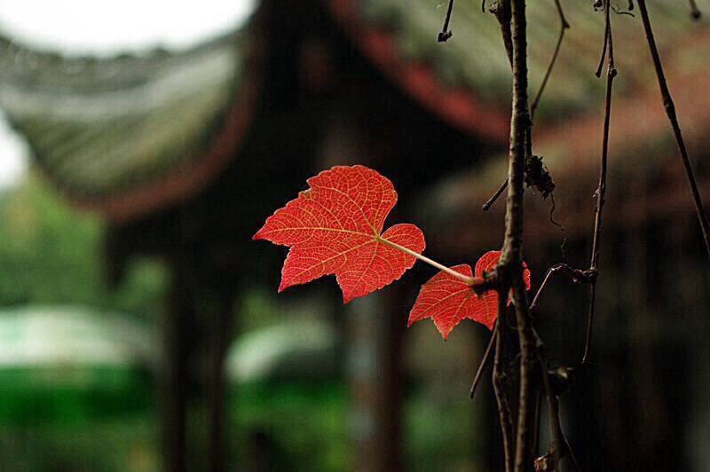 侧卧听风雨，静看花开谢。浮华为哪般，转身已释然。俗世痴与怒，皆是如云烟。不被浮名束，心在山野间。