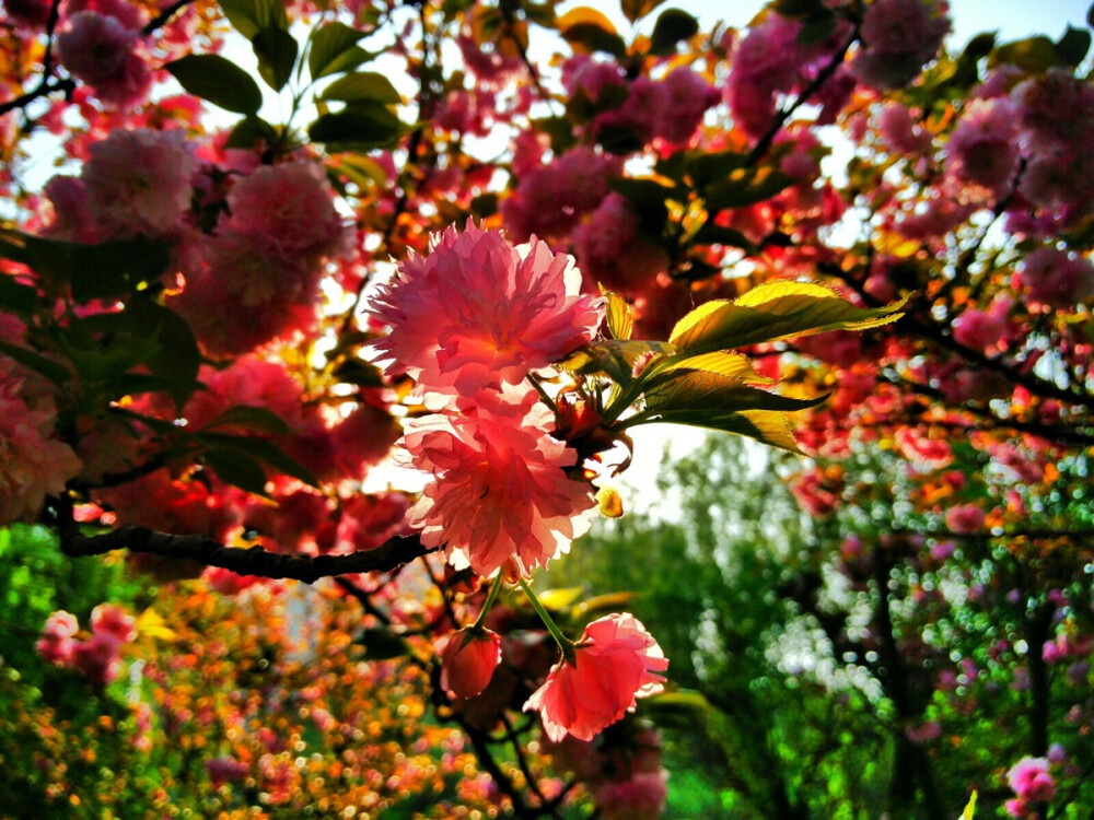 又是一年花开时