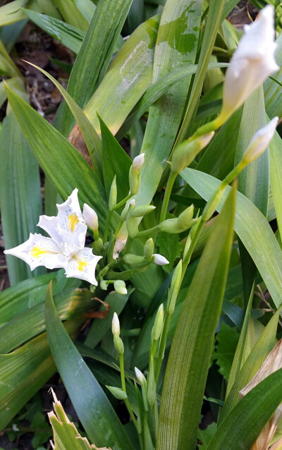 小区游园会