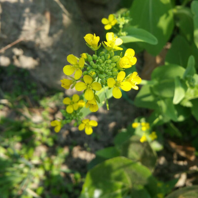 小区游园会