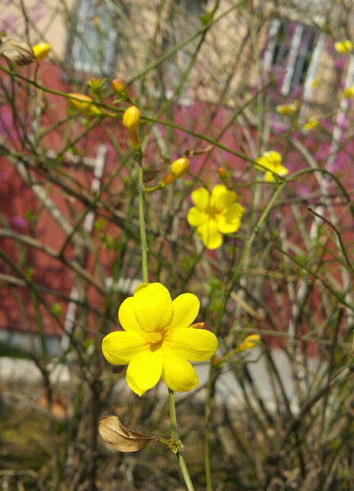 小区游园会