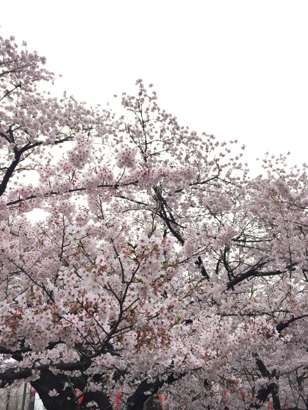 日本樱花季 上野公园