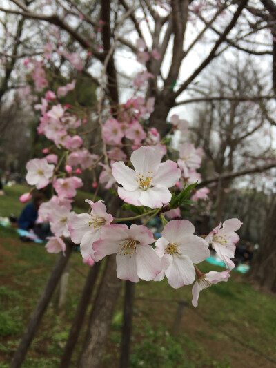 上野樱花开了