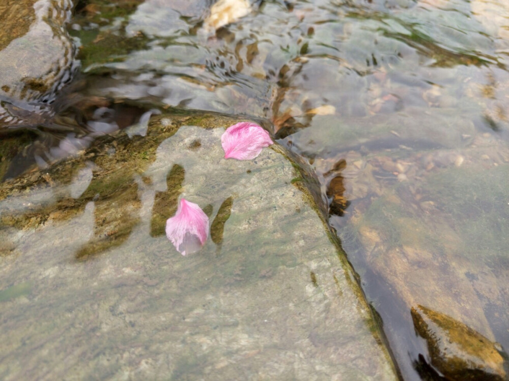 桃花依旧笑春风