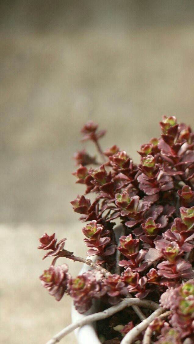 鲜花不香，香花不鲜，冠尔之名，无彼棘刺