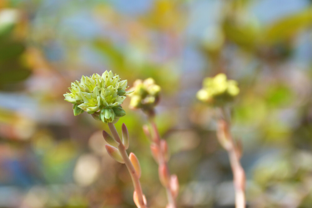 #思栩花草#开花的马库斯Sedeveria Markus，在温暖的春天里尽情舒展尽情美，花箭盘旋着伸展开来像极了一位舞者，褪去3个月之前的青涩，此刻优雅的外表下尽是温柔！@颗粒四听