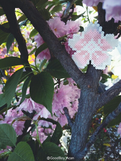 樱花下落的速度是