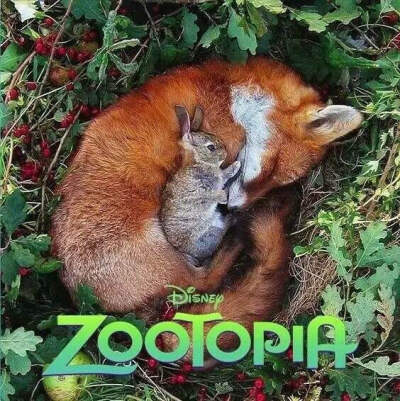 Zootopia-疯狂动物城 我的心已经被融化了～