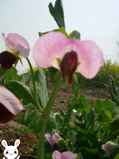 数白花中一丁红
豌豆花 红色的豌豆花