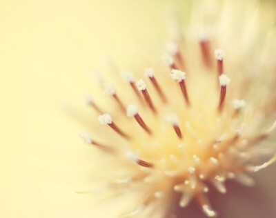 Thistle Go Pop （流行的蓟花）by Beth – Paper Angels Photography