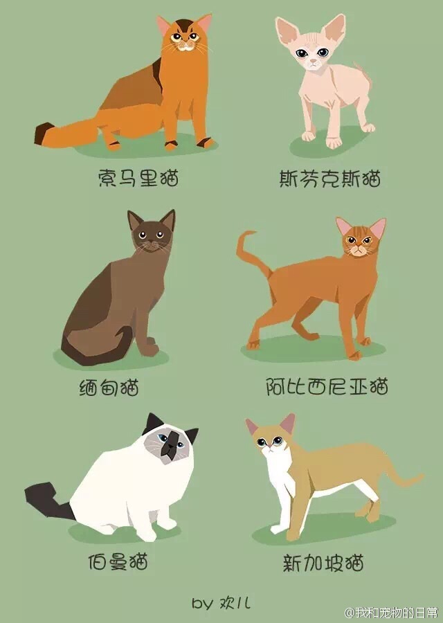 一分钟叫出所有猫的名字