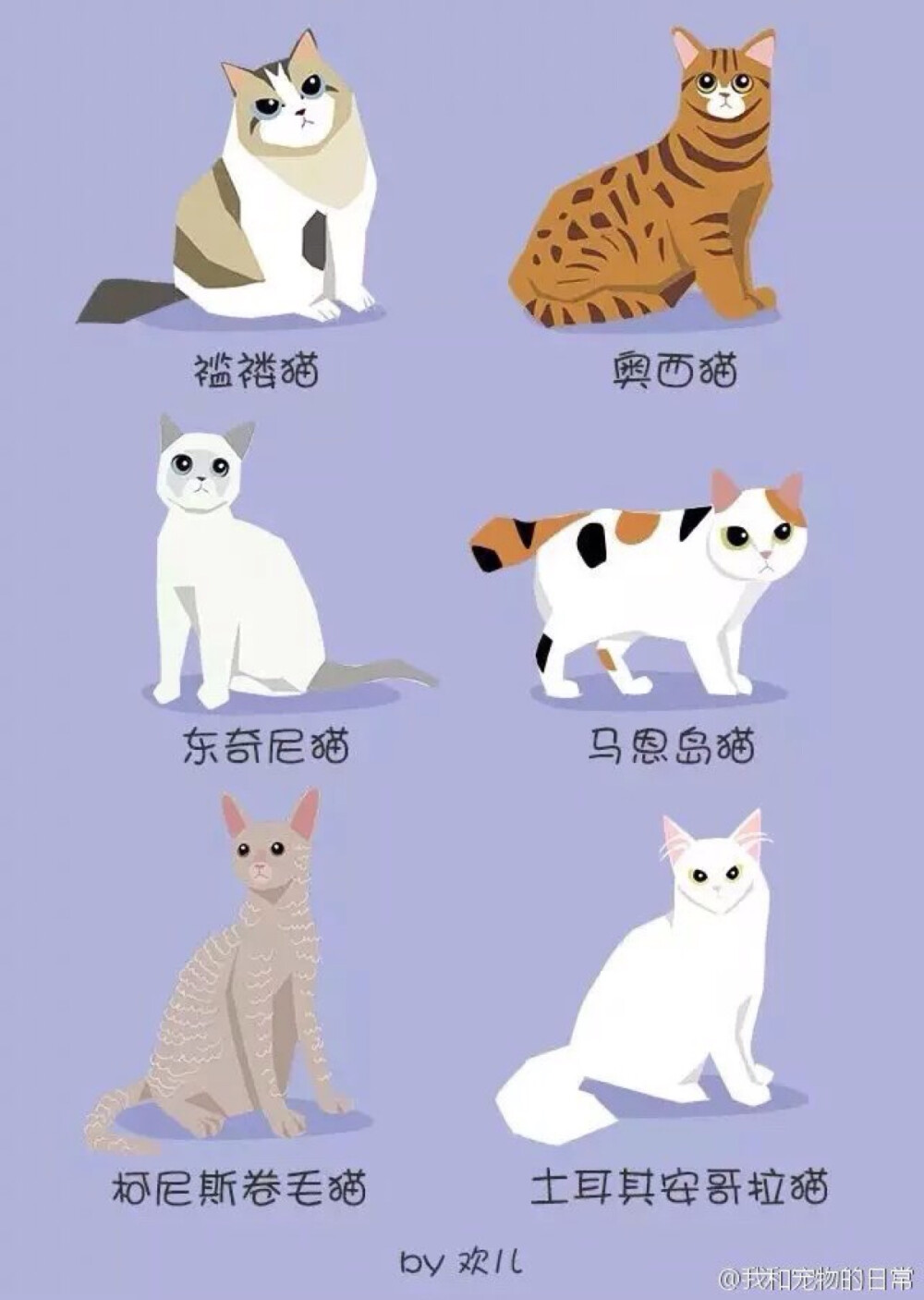 如何分辨猫的品种