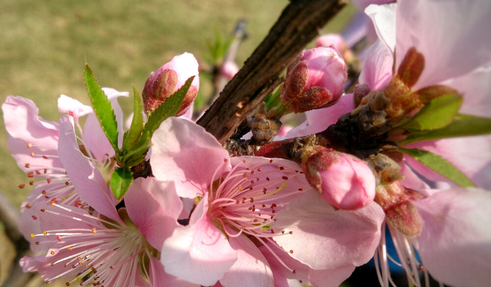 4月 桃花 