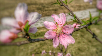 4月 桃花 