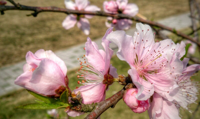 4月 桃花 