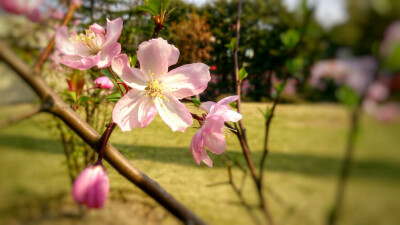 4月 桃花 