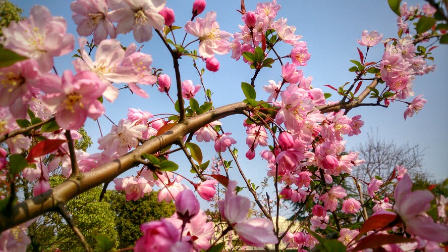 4月 海棠 