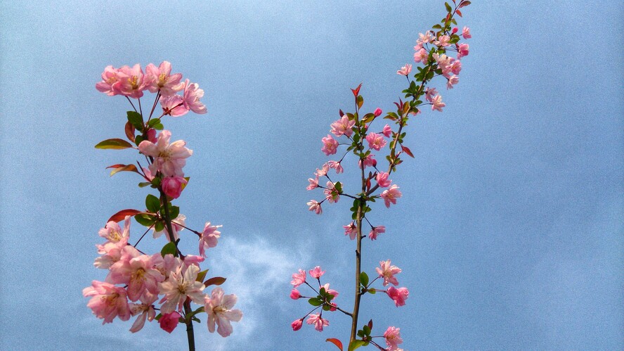 4月 海棠