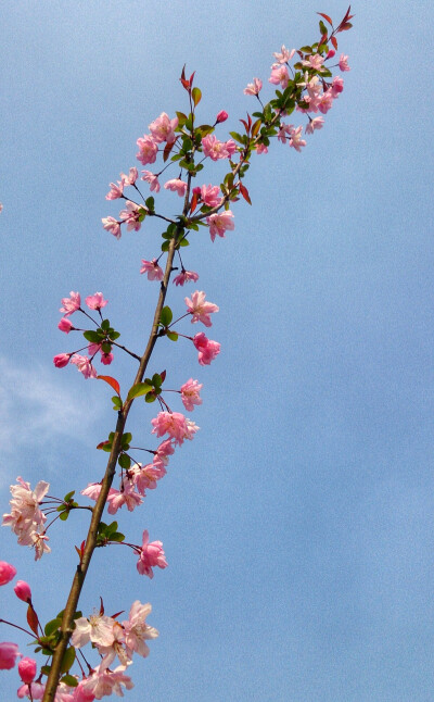 4月 海棠 