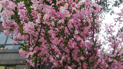 4月 海棠 