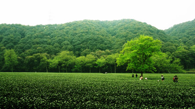 茶园里的那棵树，是守着时节，守着生命，还有谷雨纷纷的美好。