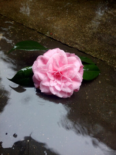 【蹲在家门口】最近雨挺大 宝宝的茶花也蔫了 不高兴不高兴／／