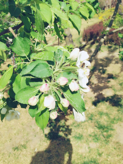 初春 花与蜜蜂