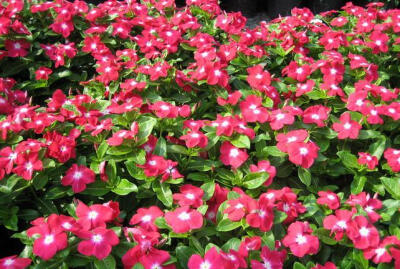 长春花，学名：Catharanthus roseus （L.）G. Don，别名金盏草、四时春、日日新、雁头红、三万花。台湾育种出多个品种，育种以花朵越大为趋势。