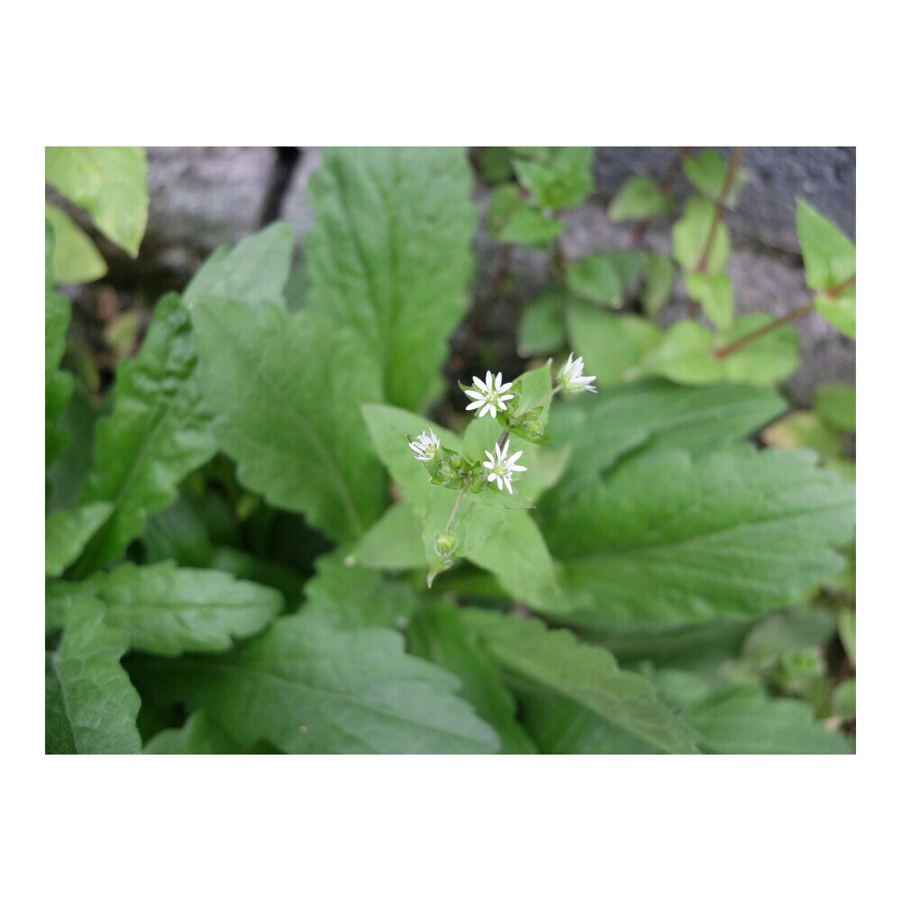 2016.04.02繁缕 鹅肠菜