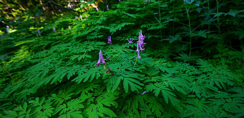 Corydalis scouleri ，紫堇科紫堇属。