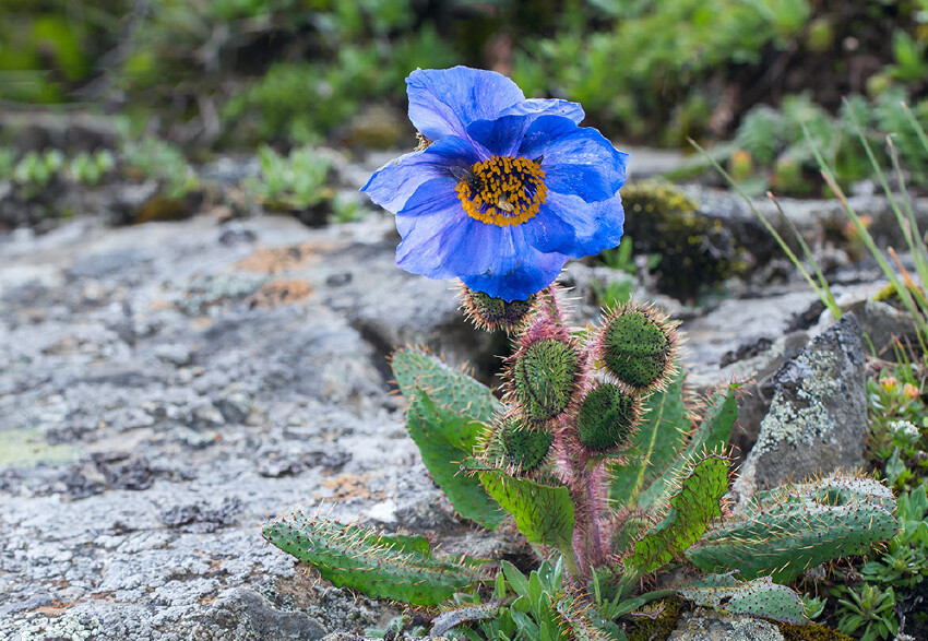 Meconops balangensis 巴郎山绿绒蒿 ，罂粟科绿绒蒿属。从总状绿绒蒿里分离出来的种。