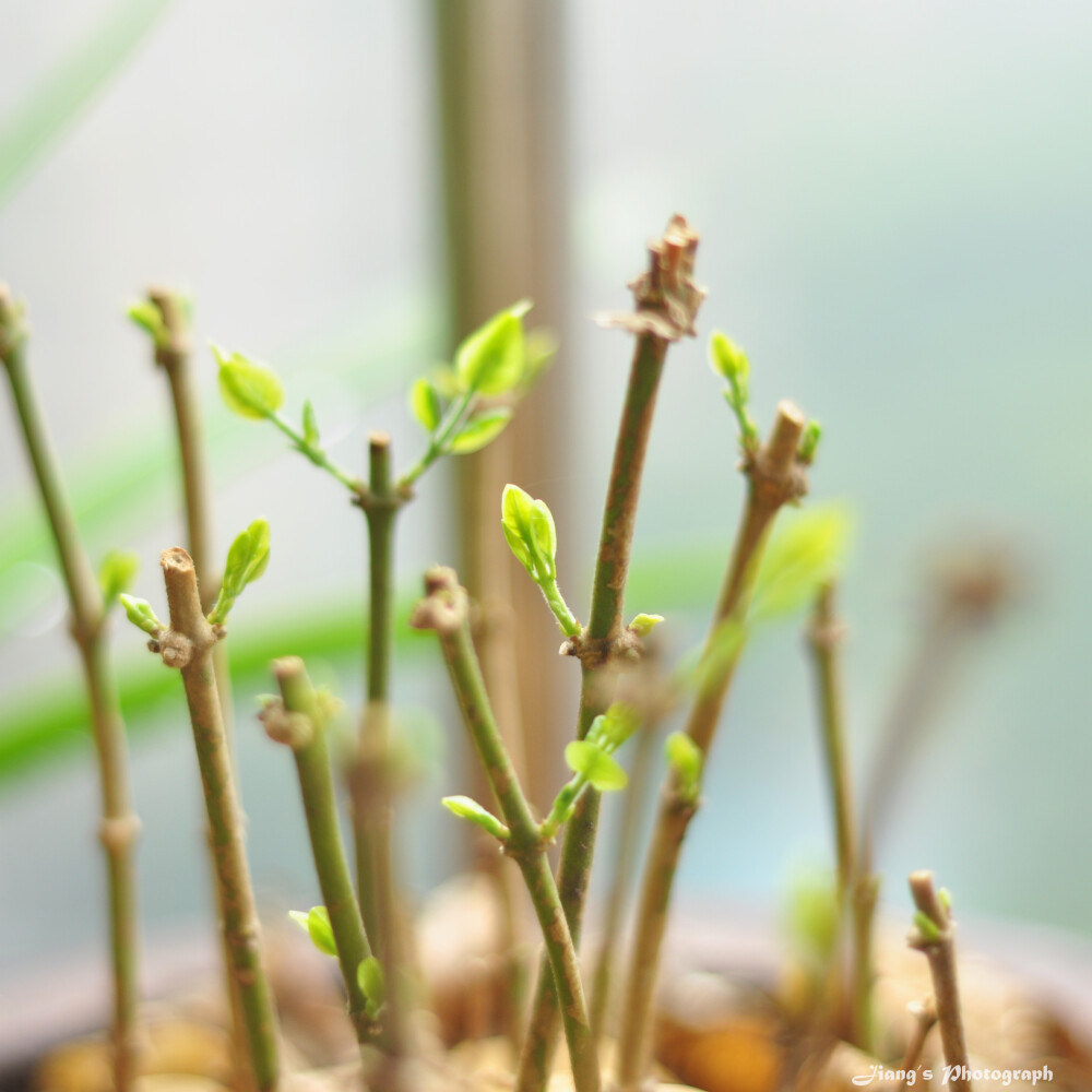 拍摄于2016年4月4日。大雨过后。茉莉，新芽。