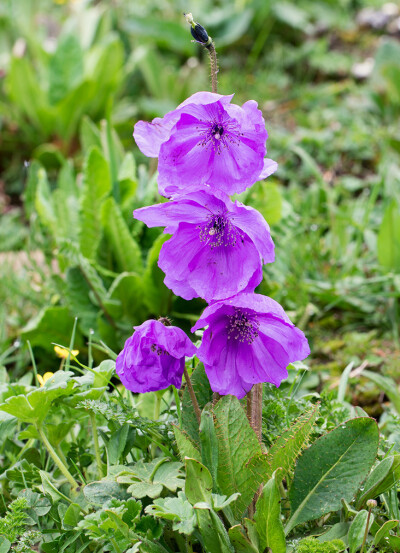 Meconopsis henrici 川西绿绒蒿 ，罂粟科绿绒蒿属。