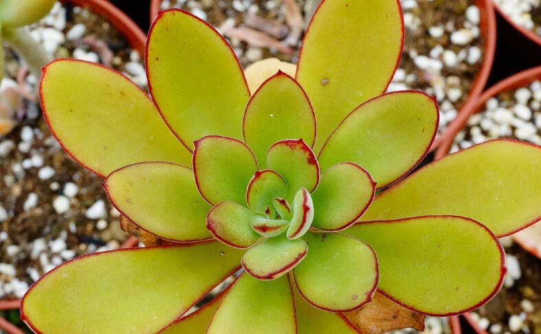 Echeveria carminae ，景天科拟石莲花属。