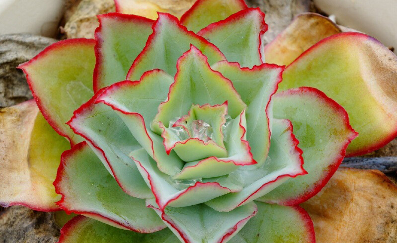 Echeveria subrigida ，景天科拟石莲花属。