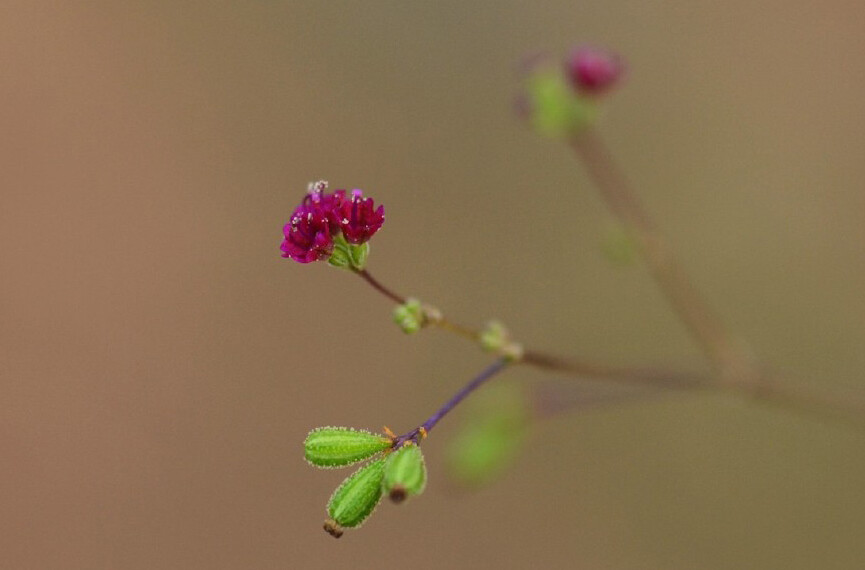 Boerhavia coccinea 红细心，紫茉莉科黄细心属。