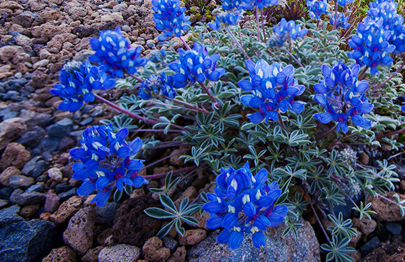 Lupinus lyallii 洛氏羽扇豆，豆科羽扇豆属。