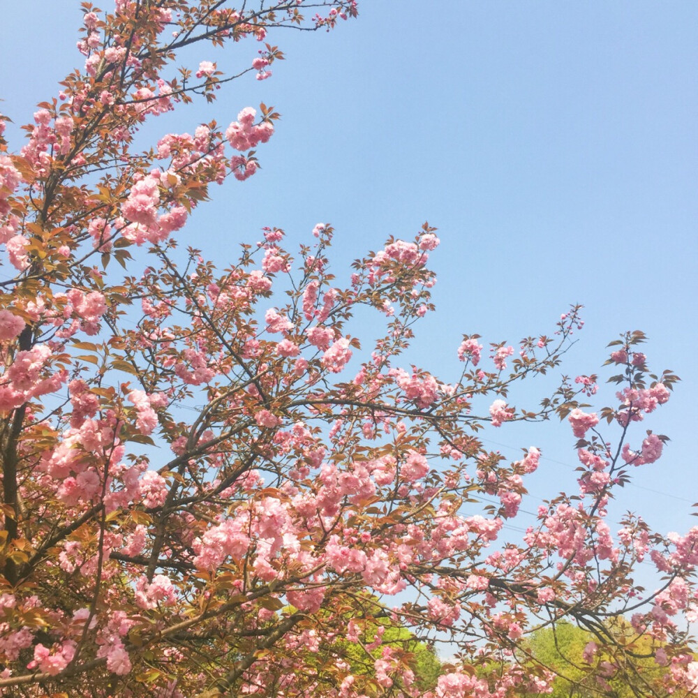 樱花祭，浪漫时节。