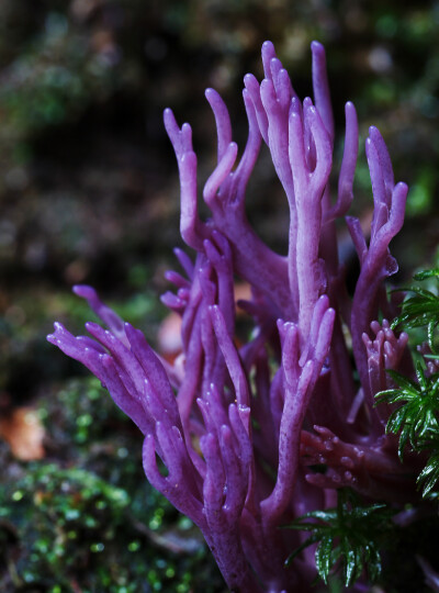 堇紫珊瑚菌 Clavaria zollingeri