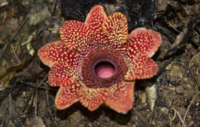 Sapria himalayana 寄生花，大花草科寄生花属。和大王花（大花草 Rafflesia arnoldii ）同科不同属。