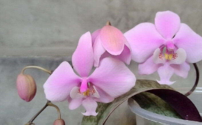 Phalaenopsis schilleriana 西蕾丽蝴蝶兰 ，蝴蝶兰属。