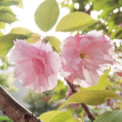 樱花祭，浪漫时节。