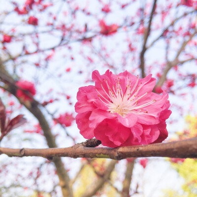 樱花祭，浪漫时节。