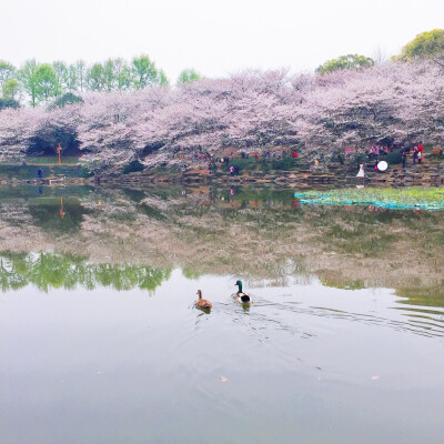 樱花祭，浪漫时节。