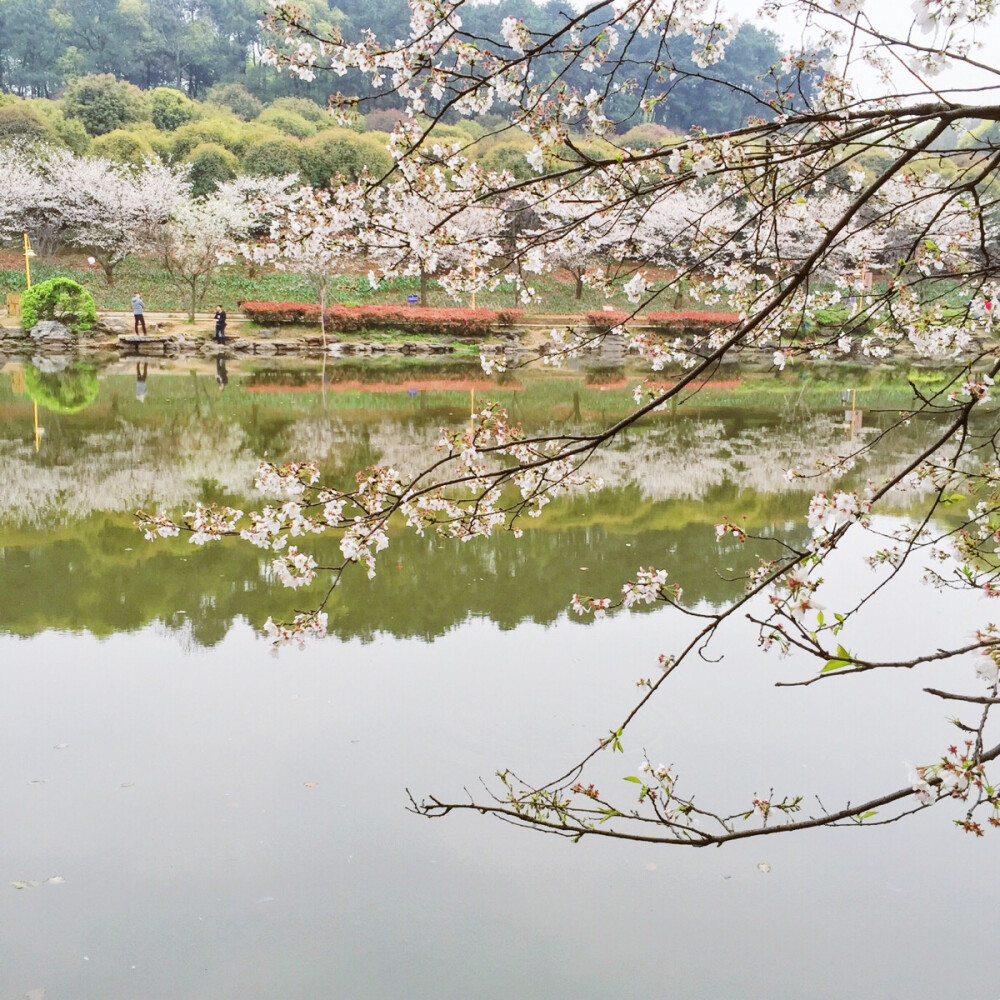 樱花祭，浪漫时节。