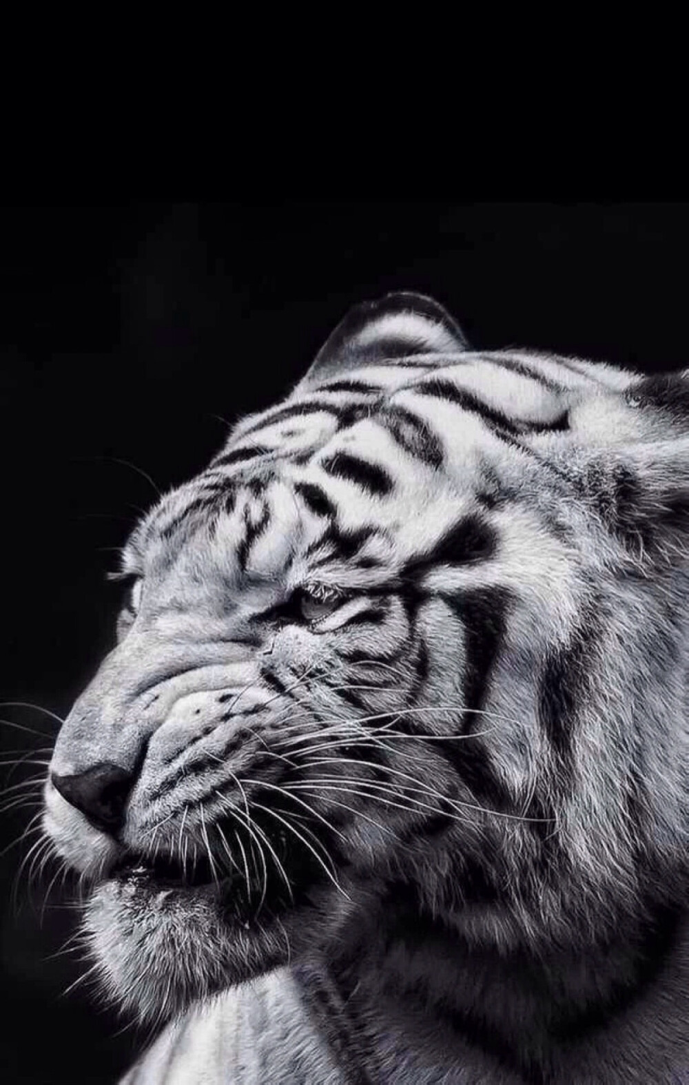 虎- 堆糖,美图壁纸兴趣社区