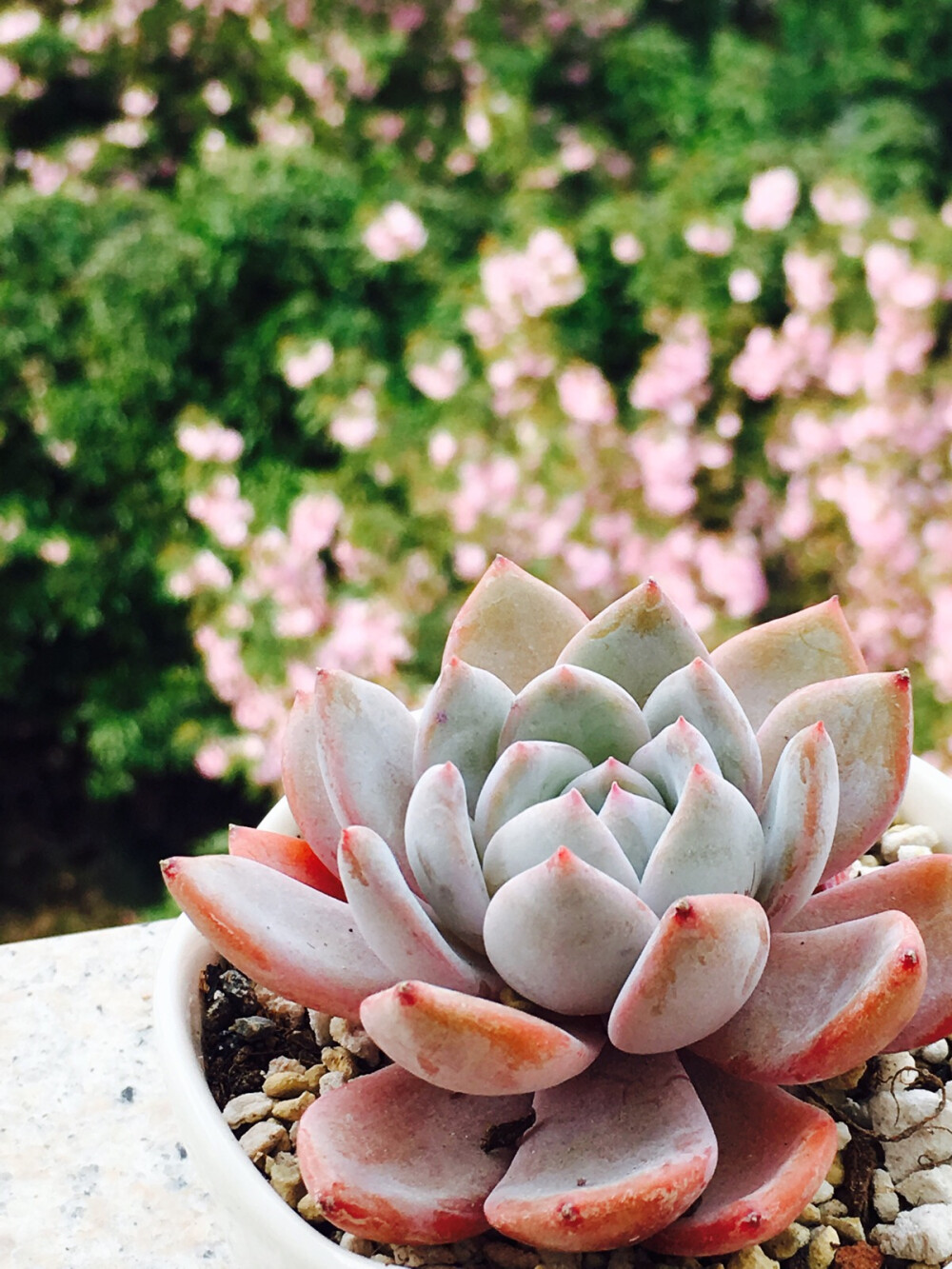 芙蓉雪莲