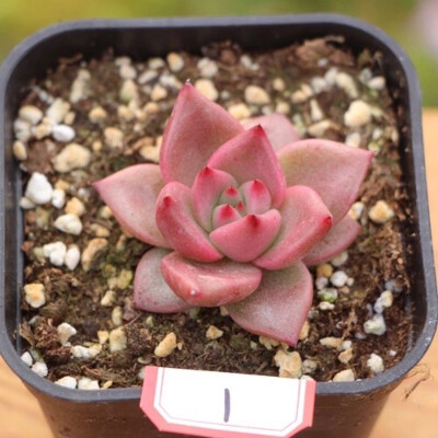 罗密欧 Echeveria agavoides Romeo 로미오