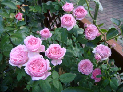 みやこ宫古 京
培育：日本2007年，Rose Farm Keiji
类别：小灌木50--80cm，切花
花朵：粉色球形花朵，花瓣丰富，淡香
多季节重复开放！